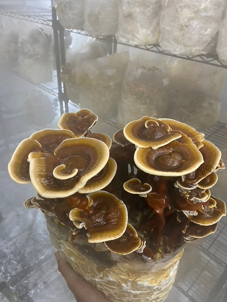 Strainstorm 28 — 28‑Strain Liquid Culture Library (+ Audio & e‑Book)