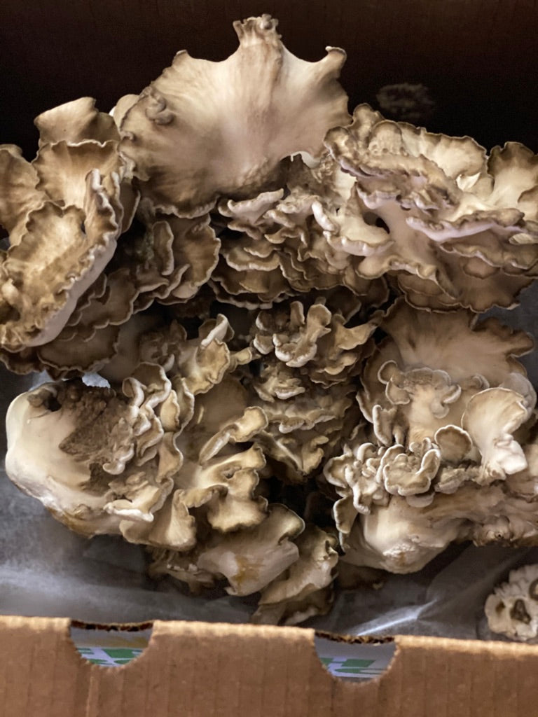 Maitake — Mycelium Liquid Culture (10 mL)