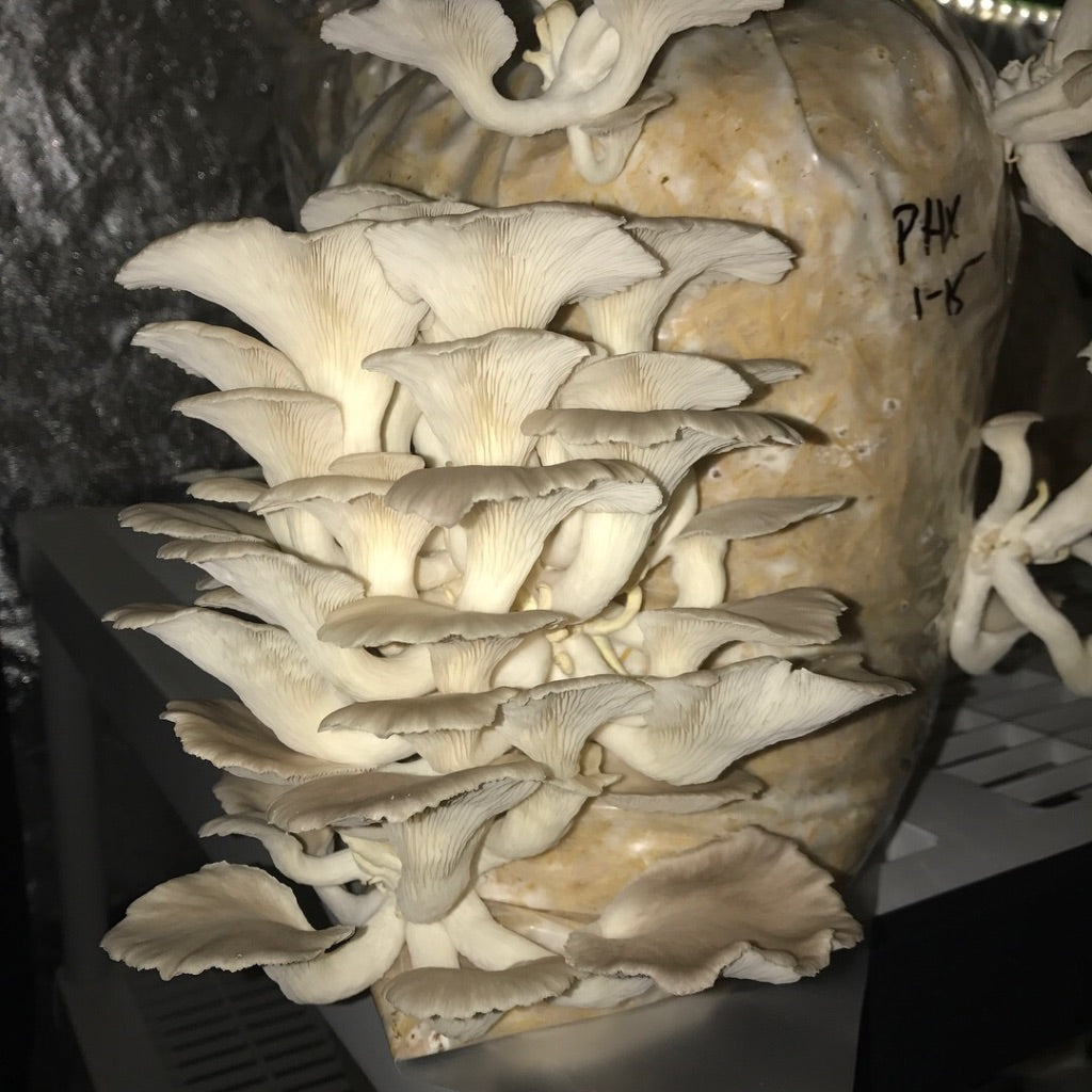 Italian Oyster — Mycelium Liquid Culture (10 mL)