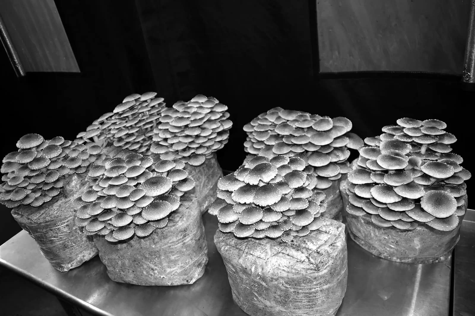 Lion's Mane fruiting body in the Southwest Mushrooms grow room