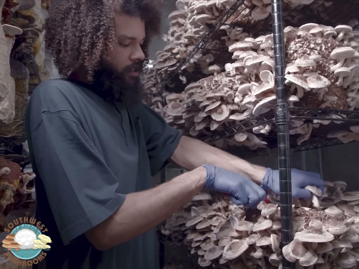 Shiitake fruiting in a Southwest Mushrooms grow room