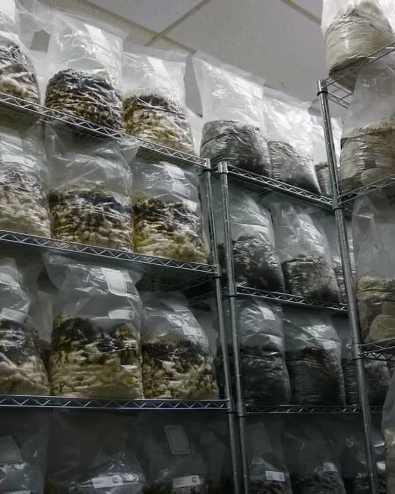 Core Cultivation Bundle