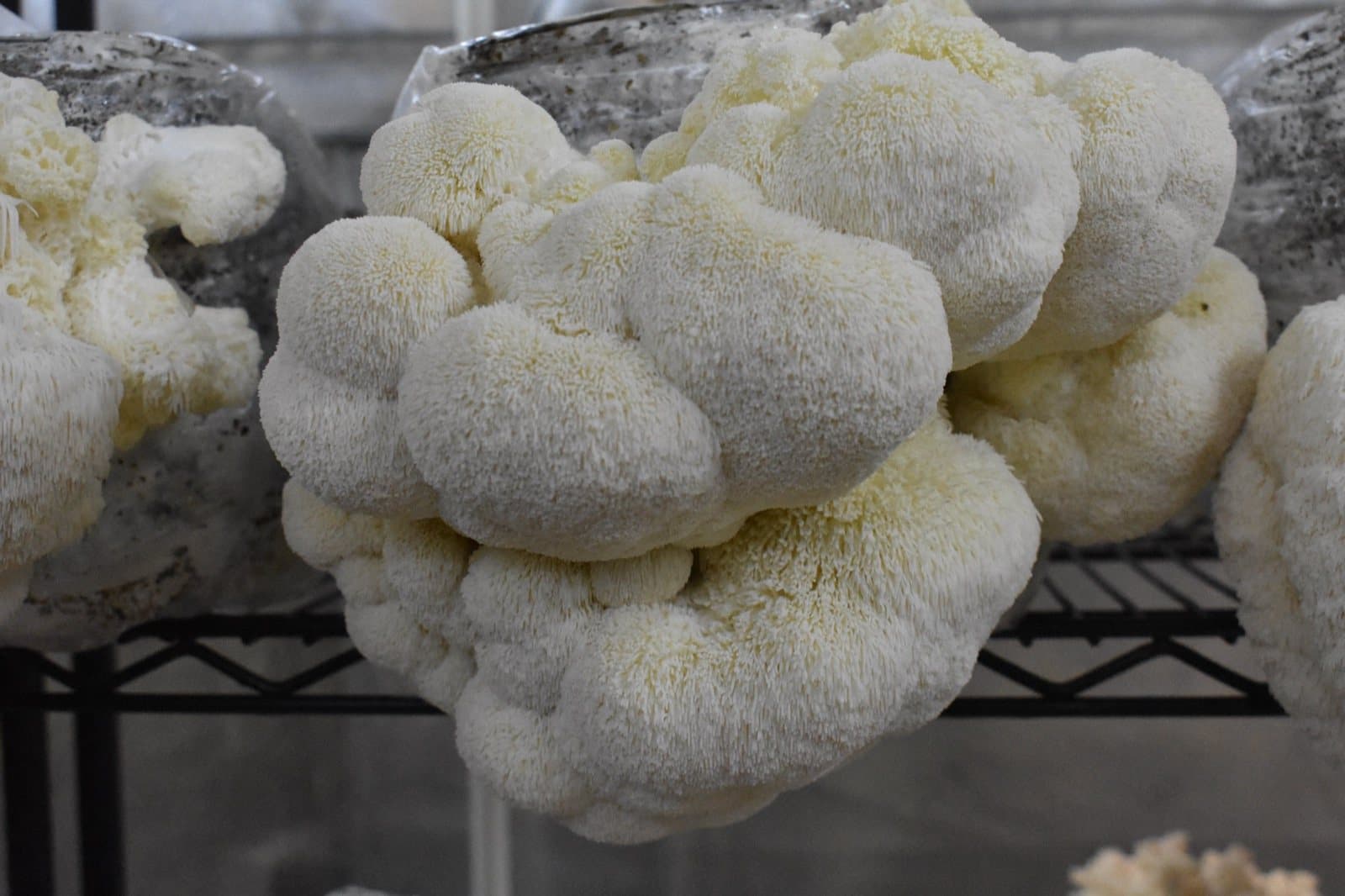 Lion's Mane fruiting on the shelves of the Southwest Mushrooms farm