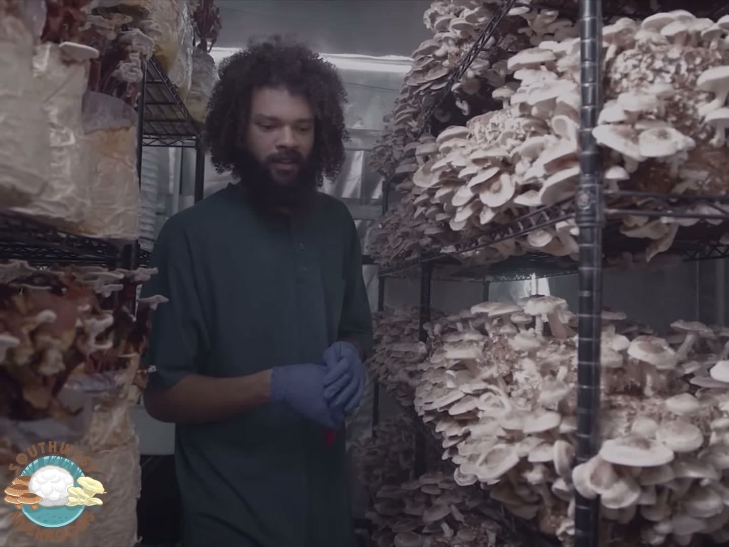 Harvest in the Southwest Mushrooms grow room