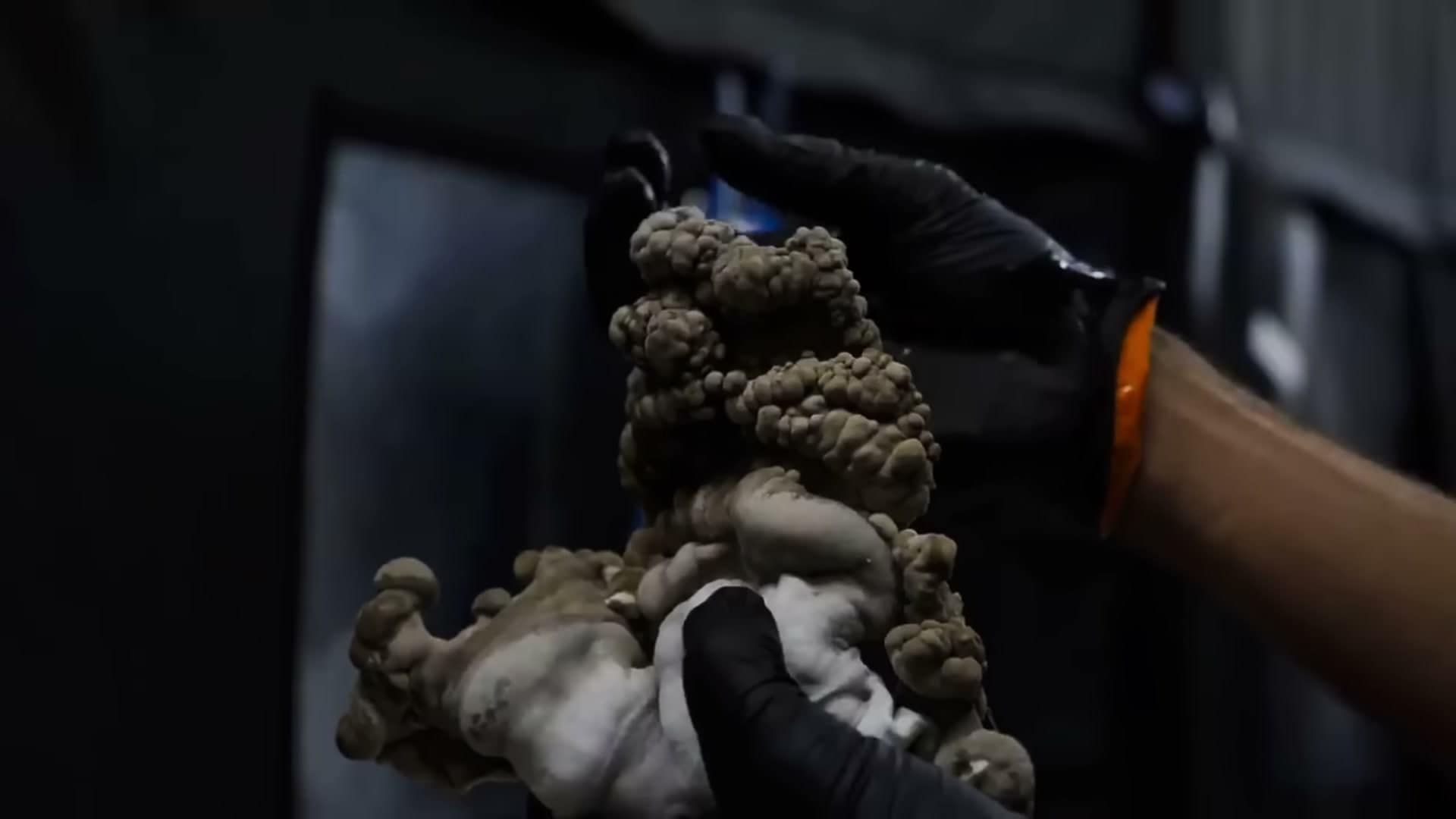 Commercial Maitake production block in the Southwest Mushrooms grow room