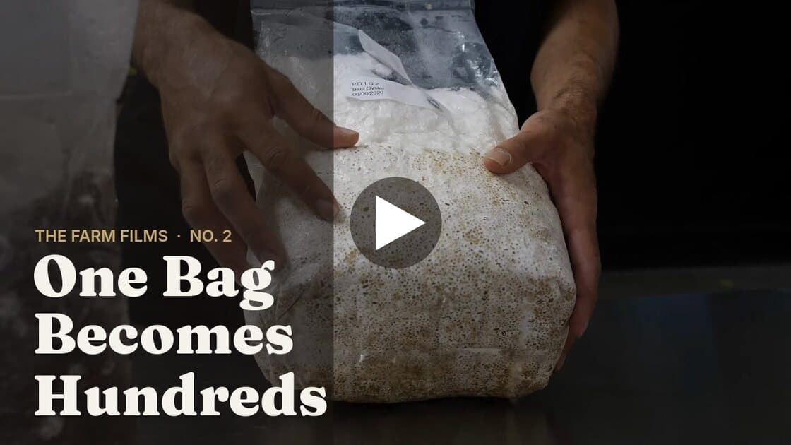 The Farm Films No. 2: One Bag Becomes Hundreds. Press play.