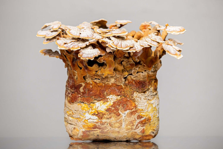 Dried Mushrooms: Elevate Your Culinary Creations with SouthWest Mushrooms