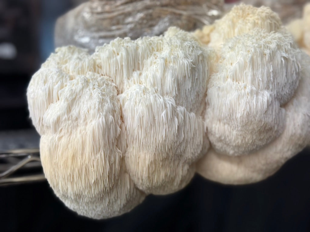 Bear's Head (Hericium americanum) — Mycelium Liquid Culture (10 mL)