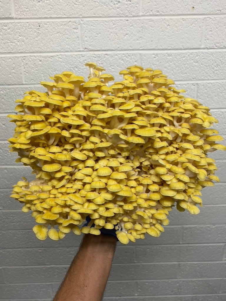 Golden Oyster (Japan) Mycelium Liquid Culture