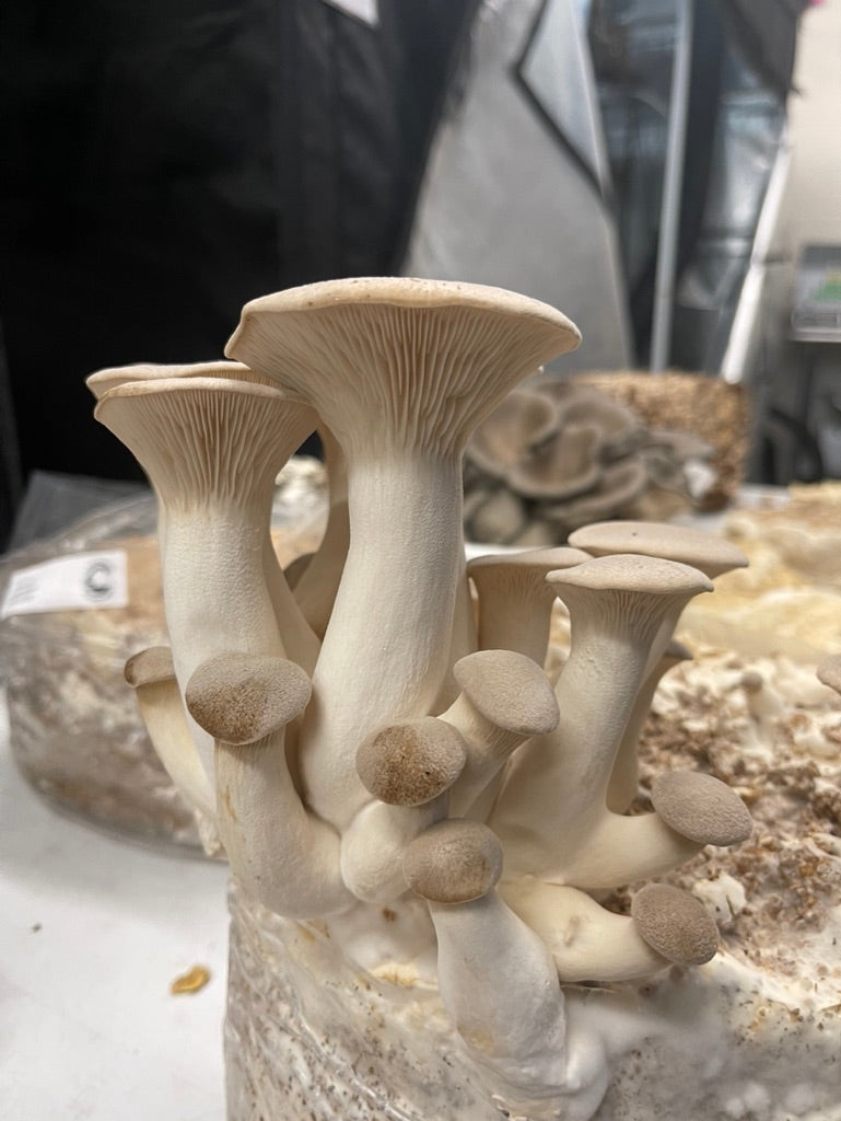 King Trumpet — Mycelium Liquid Culture (10 mL)