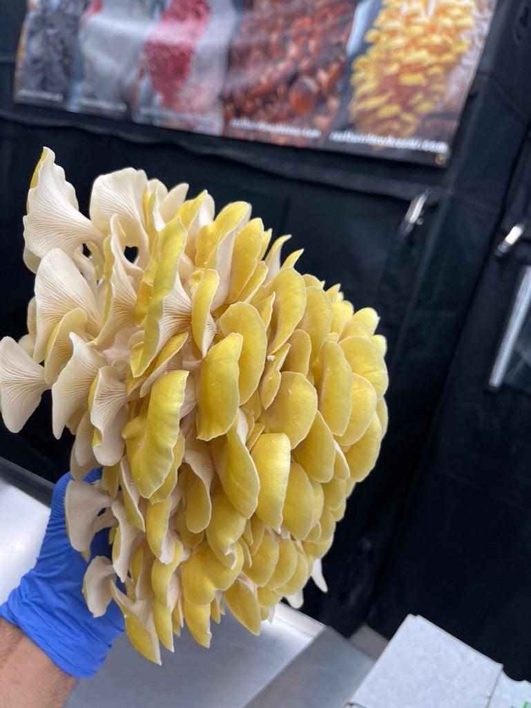 Golden Oyster (Japan) Mycelium Liquid Culture