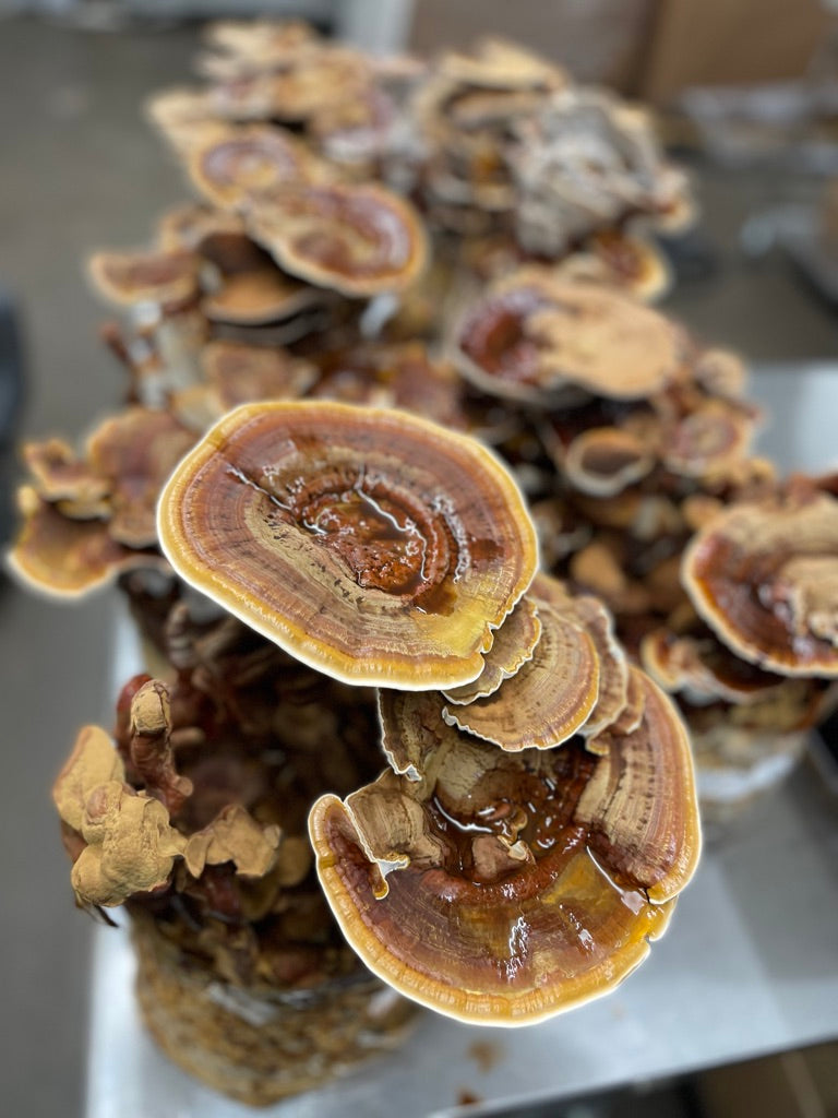 Lab Starter System — autoclave & 24×24″ HEPA flow hood