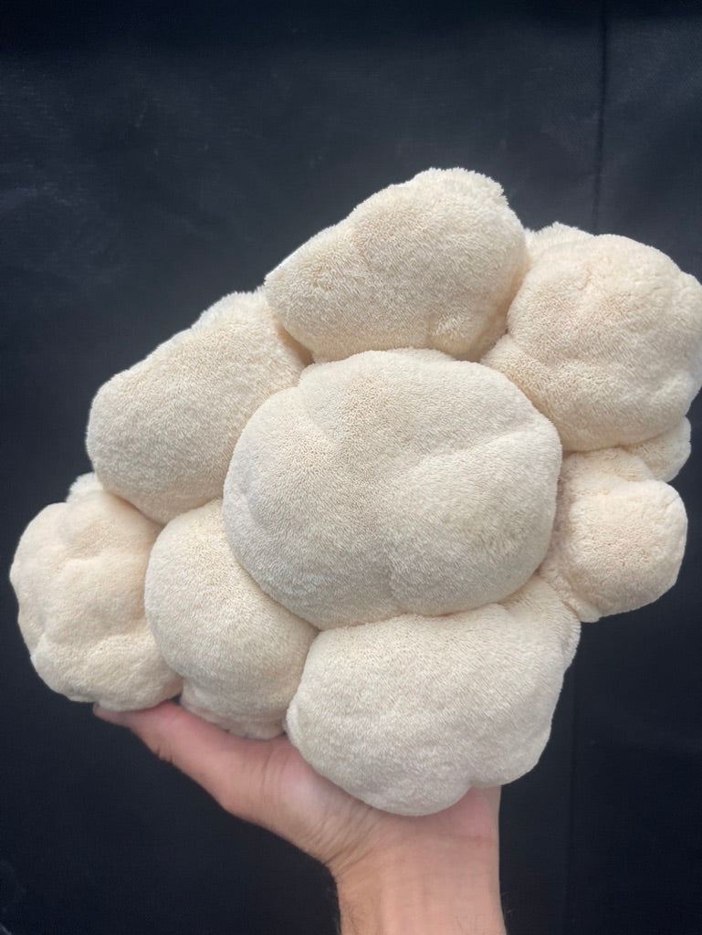 Starter Trio — Lion’s Mane, Blue Oyster (CA), Shiitake 3782 (3 × 10 mL)