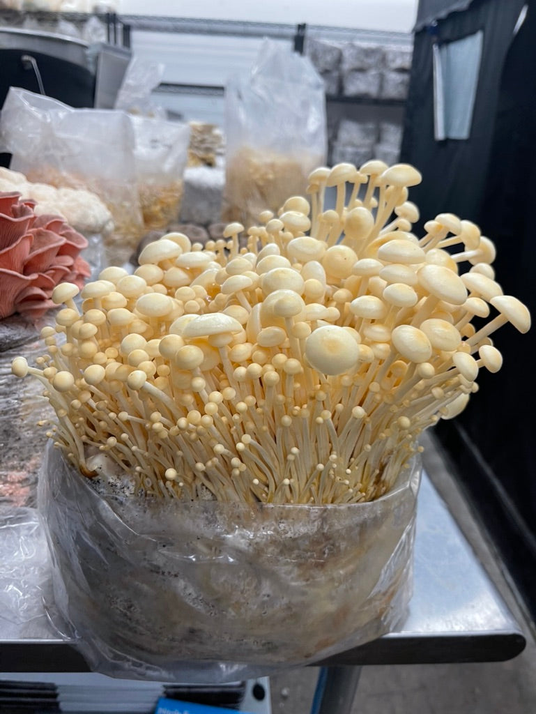 Golden Enoki Mycelium Grain Spawn
