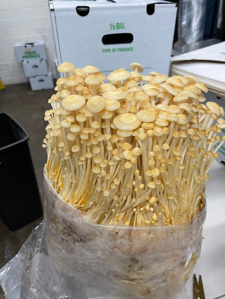 Golden Enoki Mycelium Grain Spawn