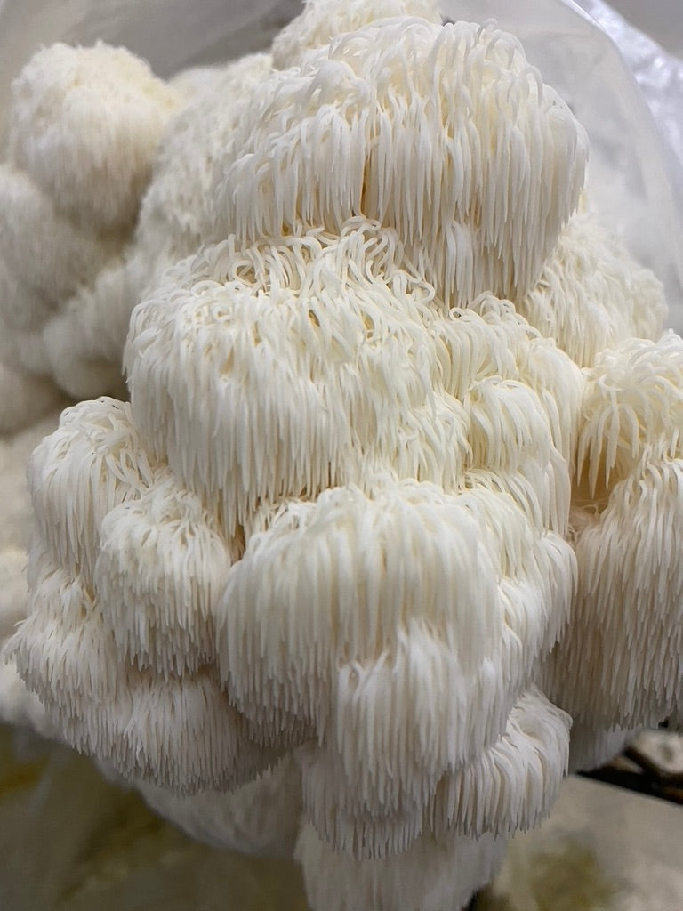 Lion’s Mane Mushroom Grow Kit