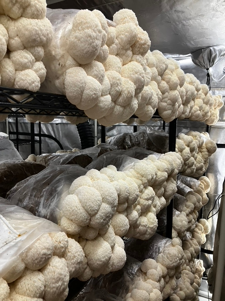 Hericium Trio — Lion’s Mane, Bear’s Head, Comb Tooth (3 × 10 mL)