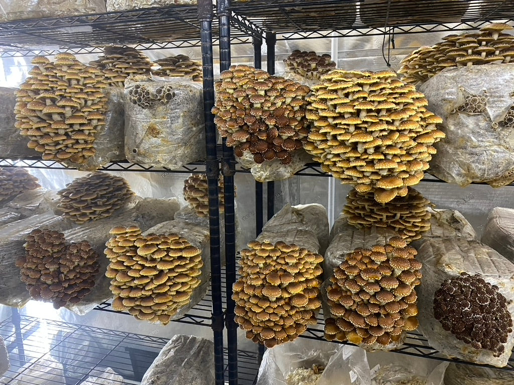 Chestnut mushrooms fruiting on shelves