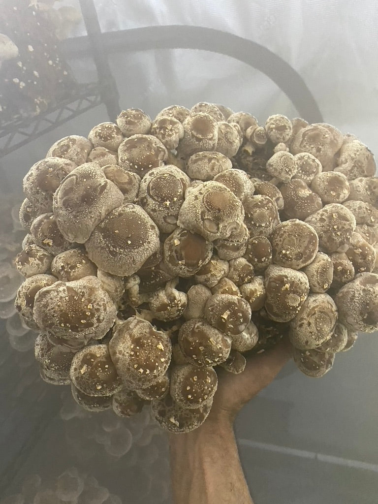 Lentinula Edodes-Shiitake 3790 (Master Culture Slant) – Mycology Research Grade