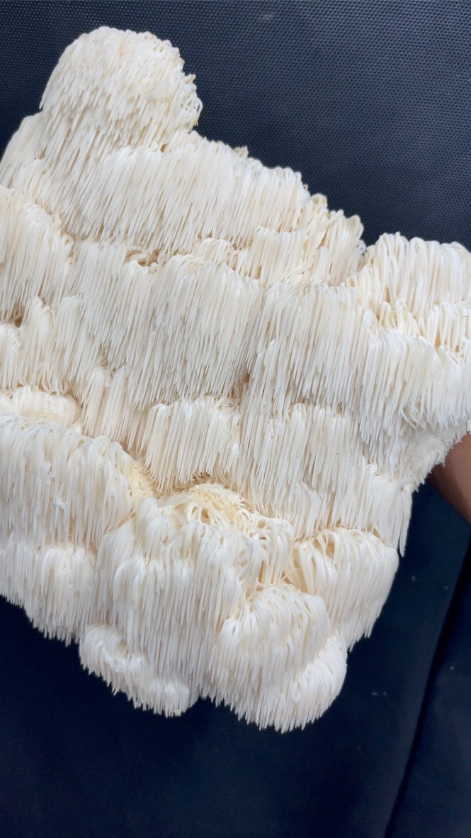 Lion’s Mane Mycelium Grain Spawn