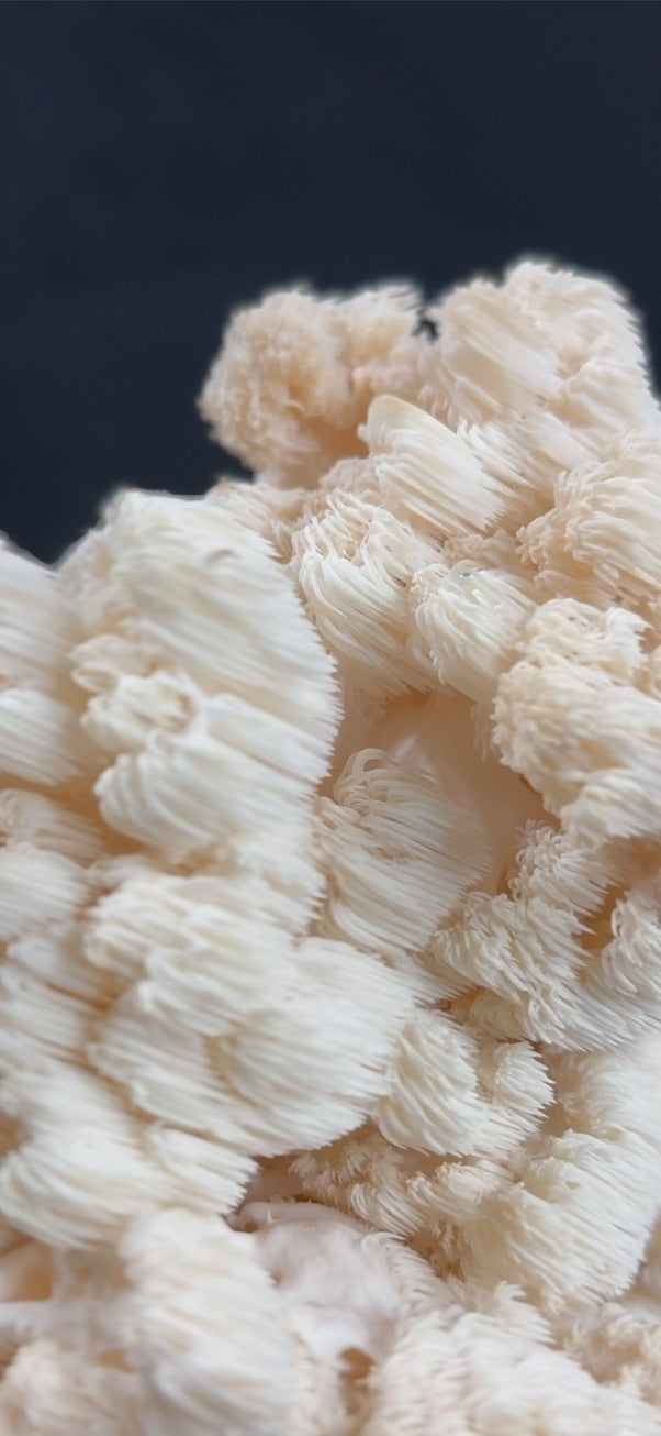 Comb Tooth (Hericium coralloides) — Mycelium Liquid Culture (10 mL)