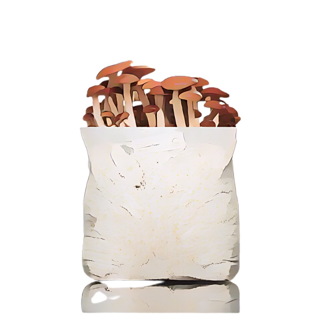 Pioppino Mushroom Grow Kit