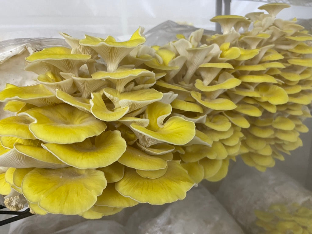 Golden Oyster (Japan) Mycelium Liquid Culture