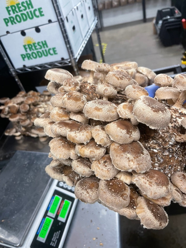 Lentinula Edodes-Shiitake 3790 (Master Culture Slant) – Mycology Research Grade