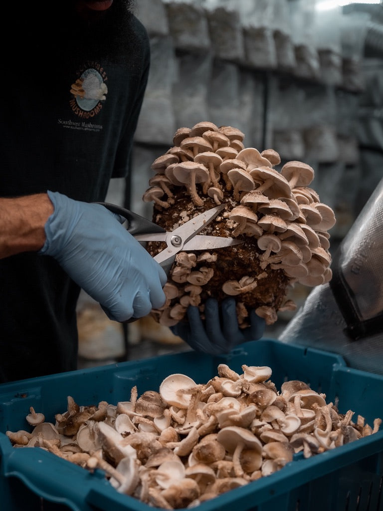 Starter Trio — Lion’s Mane, Blue Oyster (CA), Shiitake 3782 (3 × 10 mL)