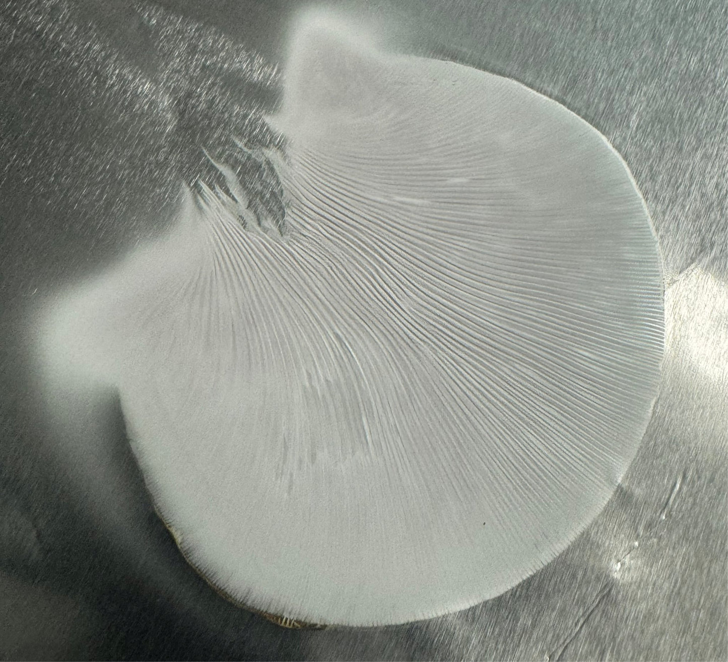 Blue Oyster (Pleurotus Ostreatus) Spore Print Collection