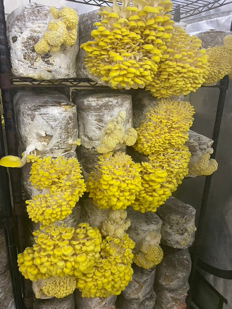 Golden Oyster (Japan) Mycelium Liquid Culture