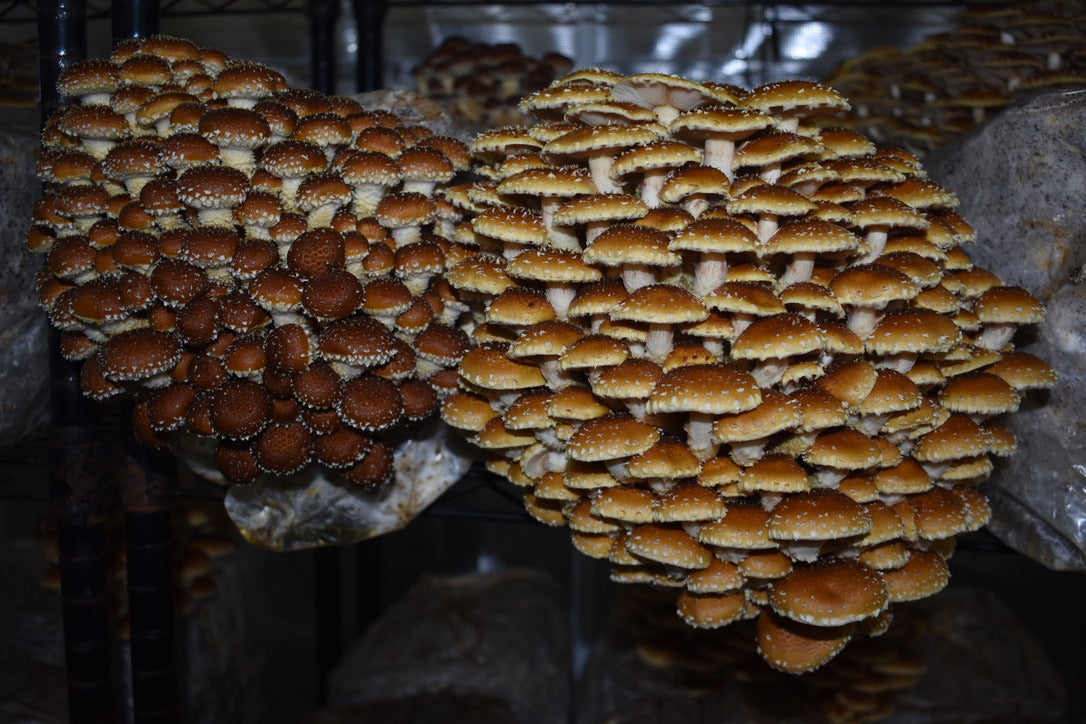 Chestnut mushrooms — close clusters