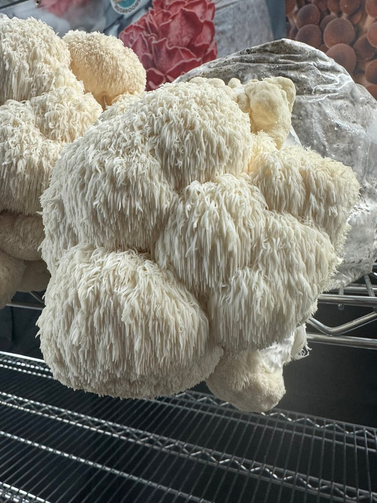 Bear's Head (Hericium americanum) — Mycelium Liquid Culture (10 mL)