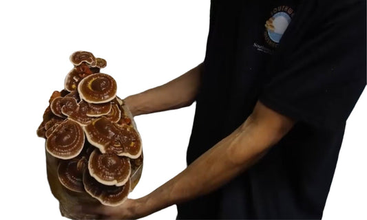 Reishi (Ganoderma Sessile) Mycelium Liquid Culture