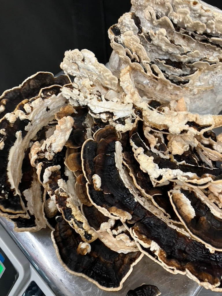 Turkey Tail — Mycelium Liquid Culture (10 mL)