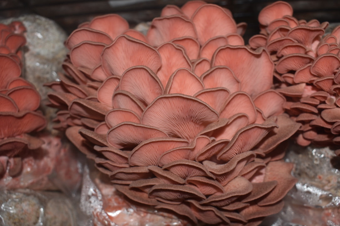 Pink Oyster Mushroom Grow Kit