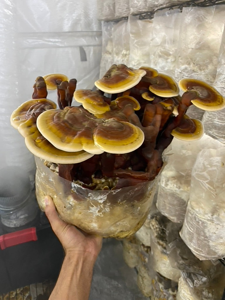 Reishi — Mycelium Liquid Culture (10 mL)