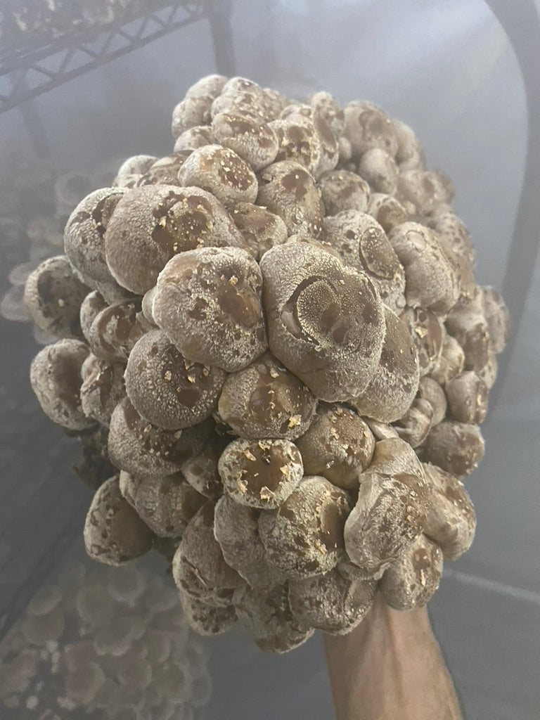 Lentinula Edodes-Shiitake 3790 (Mycelium Agar Culture) – Mycology Research Grade