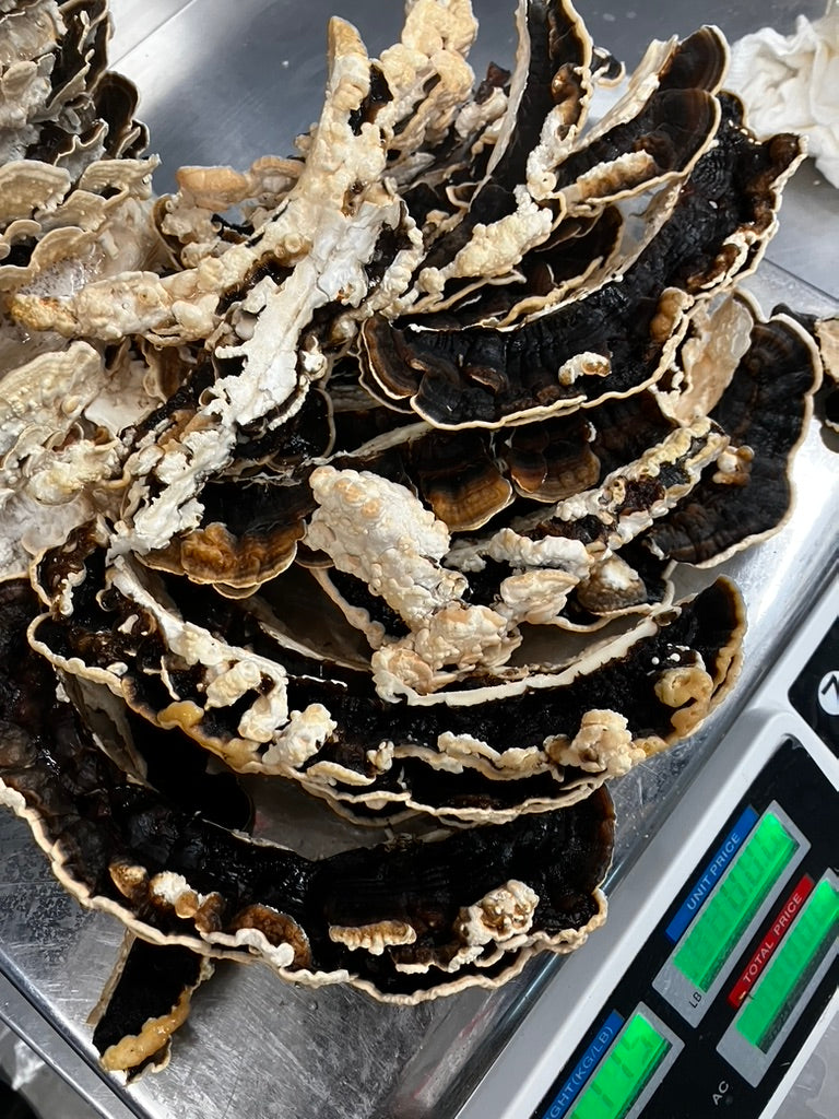 Turkey Tail — Mycelium Liquid Culture (10 mL)