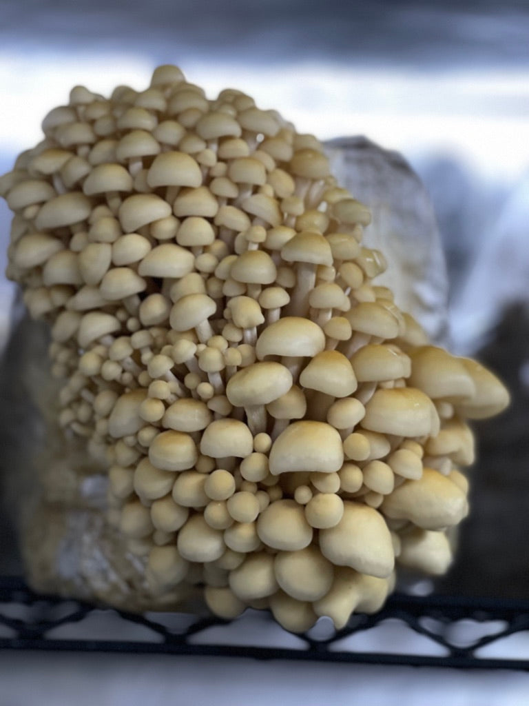 Golden Enoki Mycelium Grain Spawn