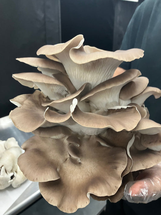 Italian/Phoenix Oyster Mycelium Liquid Culture