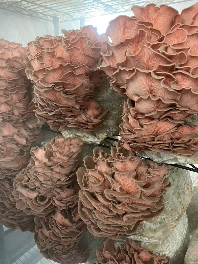 Pink Oyster JPN (Asia) (Master Culture Slant) – Mycology Research Grade