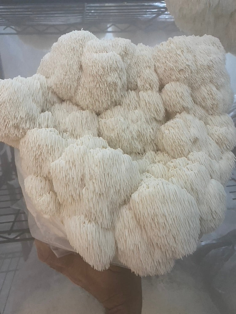 Lion’s Mane 2 (Master Culture Slant) – Mycology Research Grade