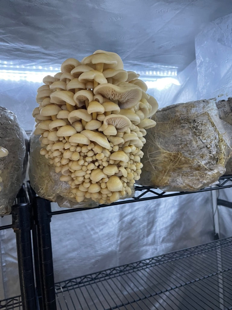 Golden Enoki Mycelium Grain Spawn