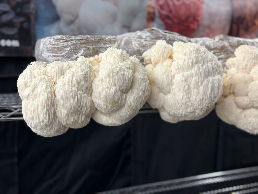 Bear’s Head/Hericium Americanum (Master Culture Slant) – Mycology Research Grade