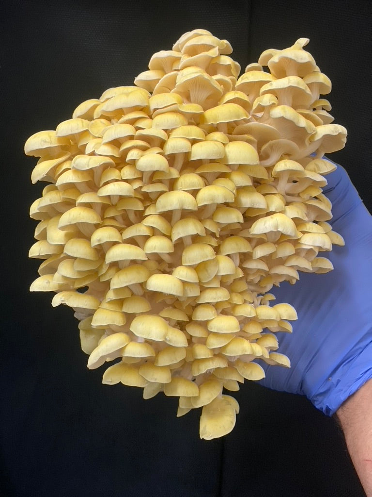 Golden Oyster (Japan) Mycelium Liquid Culture