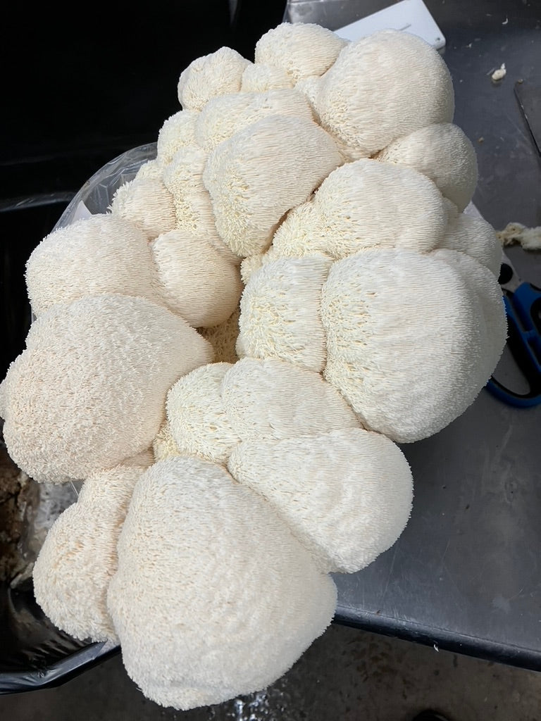 Lion’s Mane 4 (Master Culture Slant) – Mycology Research Grade
