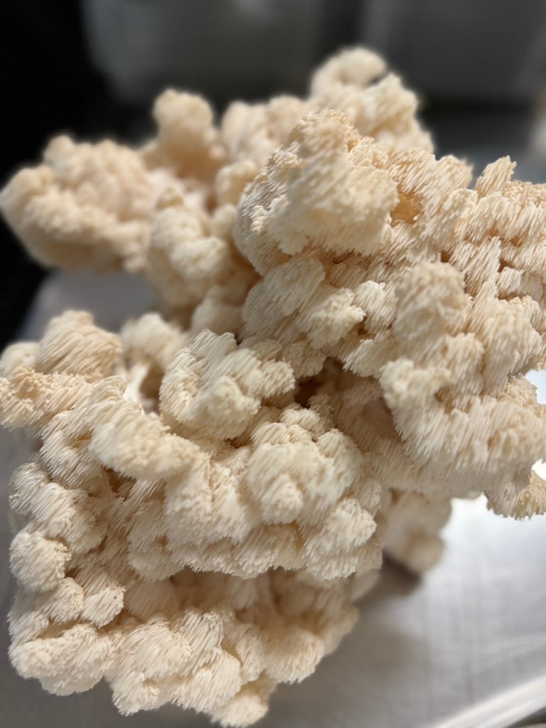 Hericium Trio — Lion’s Mane, Bear’s Head, Comb Tooth (3 × 10 mL)