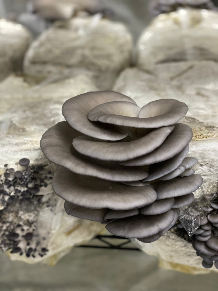 Blue Oyster (California) — Mycelium Liquid Culture (10 mL)