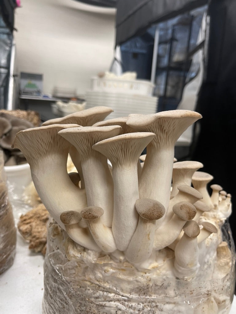 King Trumpet — Mycelium Liquid Culture (10 mL)